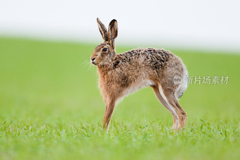 欧洲野兔(Lepus europaeus)，棕色野兔。